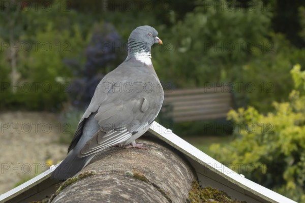 Wood pigeon (Columba palumbus) adult bird sleeping on an urban house roof over looking a garden,