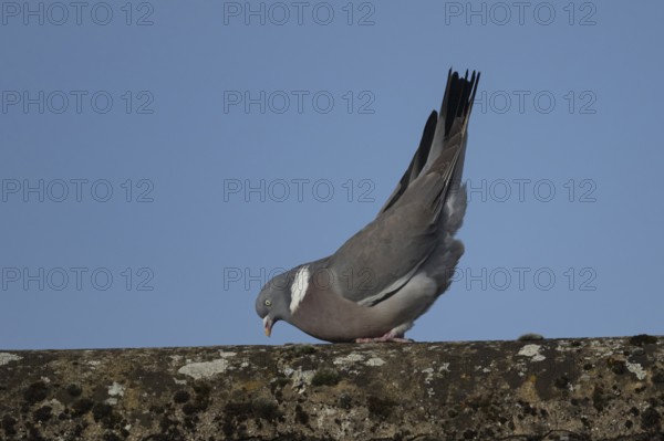 Wood pigeon (Columba palumbus) adult bird displaying its courtship display on a roof top, Suffolk,