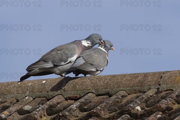 Wood pigeon (Columba palumbus) two adult birds on a rooftop performing their love courtship