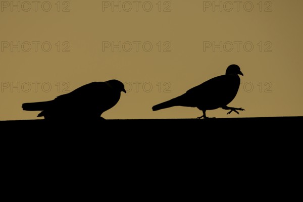 Wood pigeon (Columba palumbus) two adult birds on a rooftop with the male chasing the female during