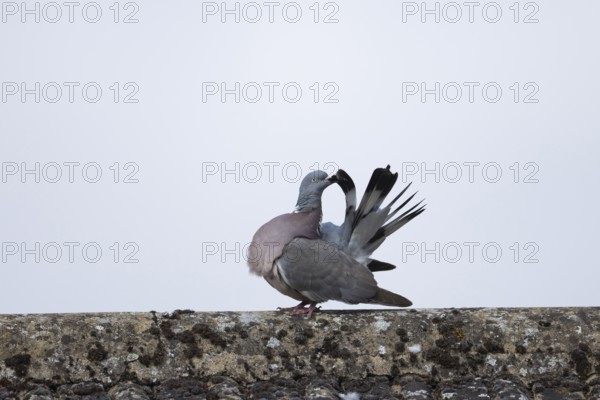 Wood pigeon (Columba palumbus) adult bird preening on an urban roof, Suffolk, England, United