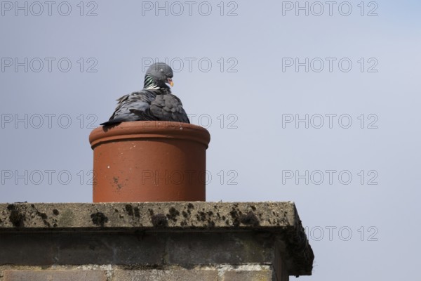 Wood pigeon (Columba palumbus) adult bird sleeping on a chimney pot on an urban roof, Suffolk,