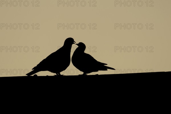 Wood pigeon (Columba palumbus) two adult birds on a rooftop during their love courtship display