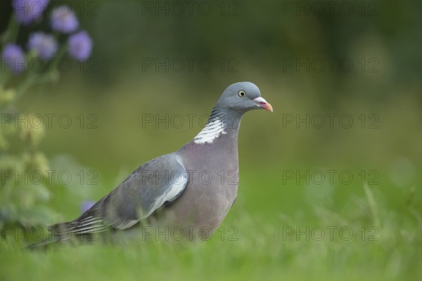 Wood pigeon (Columba palumbus) adult bird on a garden grass lawn in spring, Suffolk, England,