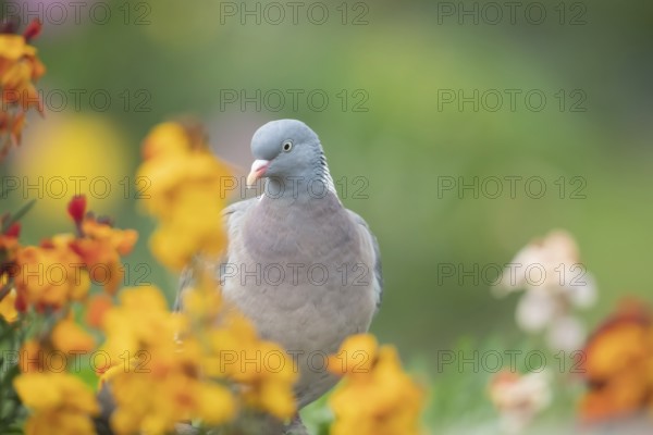 Wood pigeon (Columba palumbus) adult bird amongst garden Wall flowers in spring, Suffolk, England,
