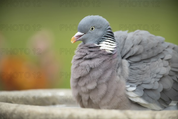 Wood pigeon (Columba palumbus) adult bird bathing in a garden bird bath in spring, Suffolk,