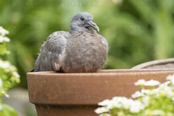 Wood pigeon (Columba palumbus) juvenile squab baby bird on a garden plant pot in summer, Suffolk,