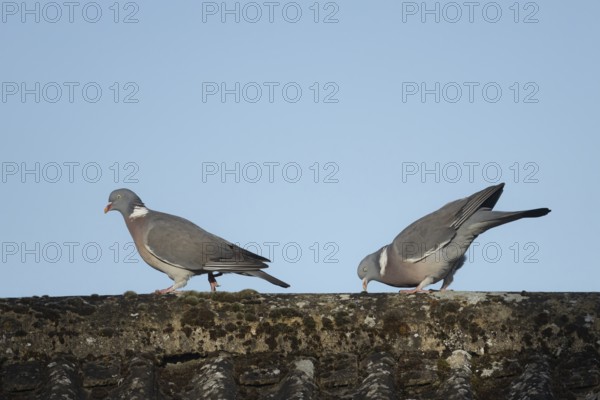 Wood pigeon (Columba palumbus) two adult birds on a rooftop with the male displaying to the female