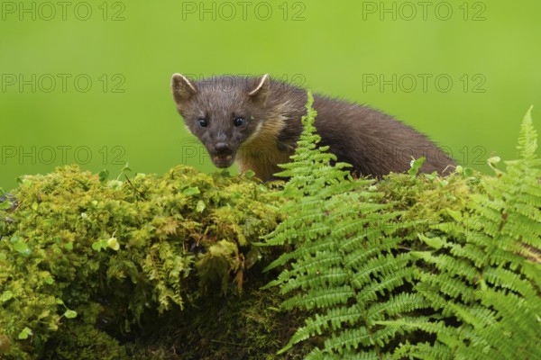 European pine marten (Martes martes) adult mustelid animal on a moss covered wall, Scotland, United