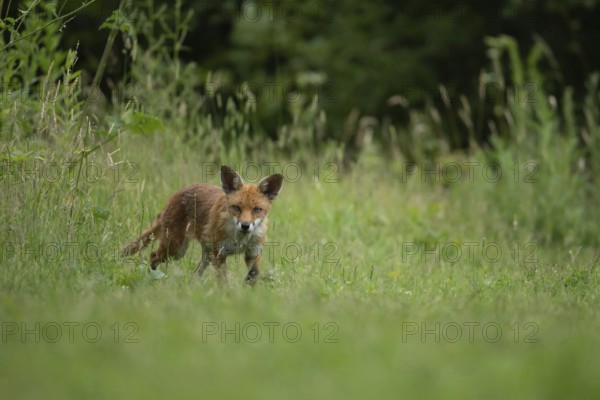 Red fox (Vulpes vulpes) adult animal walking in a countryside meadow in summer, England, United