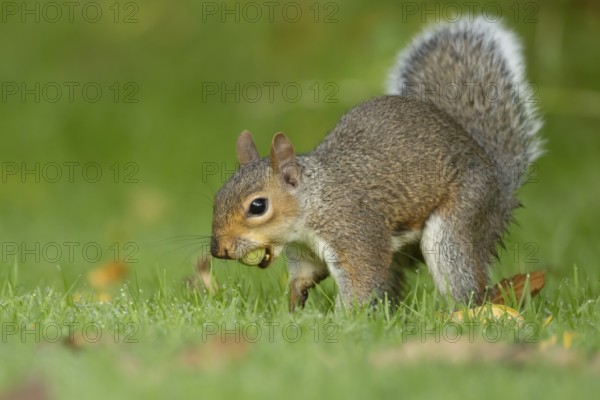 Grey squirrel (Sciurus carolinensis) adult animal about to bury a hazelnut in a garden lawn in