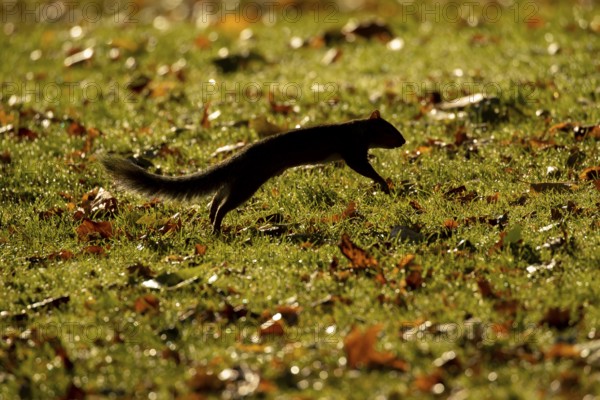 Grey squirrel (Sciurus carolinensis) adult animal running across a garden lawn with fallen autumn