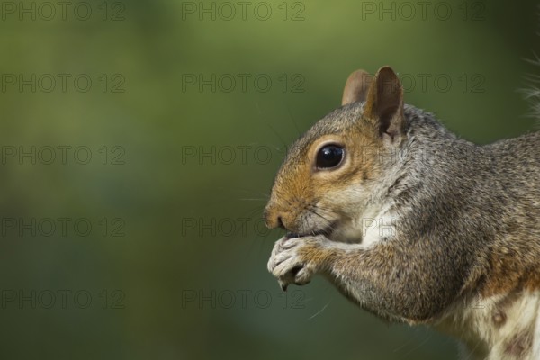 Grey squirrel (Sciurus carolinensis) adult animal feeding on a nut, Suffolk, England, United