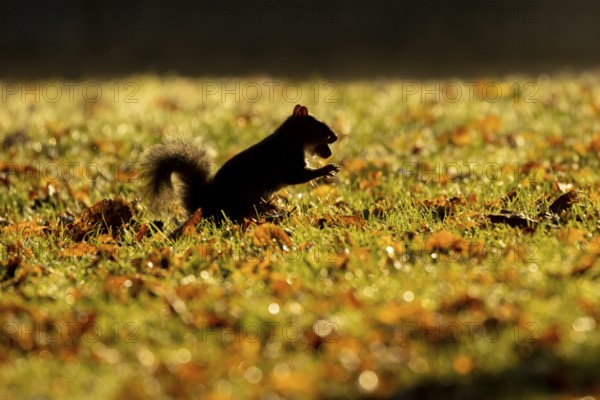 Grey squirrel (Sciurus carolinensis) adult animal with an acorn nut in its mouth on a garden lawn