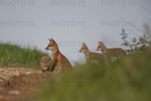 Red fox (Vulpes vulpes) four juvenile baby cub animals on farmland in summer, England, United