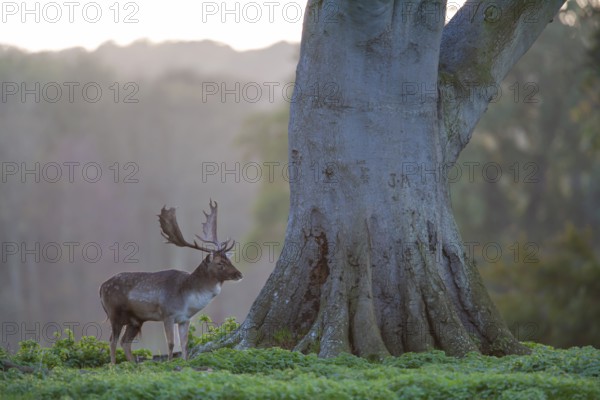 Fallow deer (Dama dama) adult male buck animal standing on the edge of a woodland, England, United