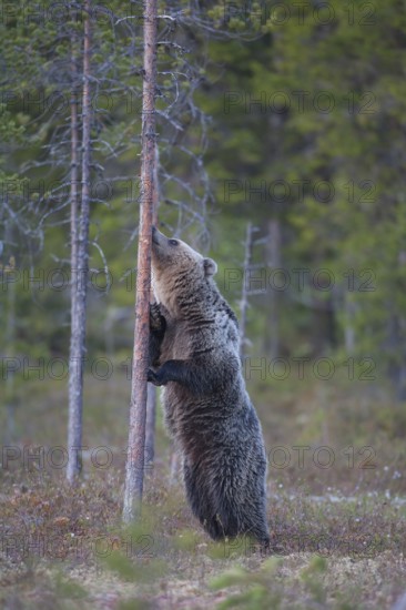 European brown bear (Ursus arctos) young adult animal sniffing a tree trunk in a boreal forest