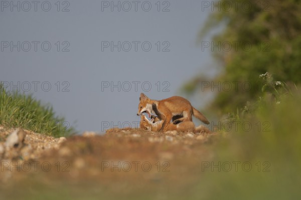 Red fox (Vulpes vulpes) two juvenile baby cub animals playing on the edge of a farmland wood in