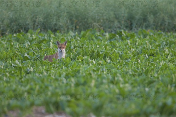 Red fox (Vulpes vulpes) juvenile baby cub animal in farmland sugar beet crop in summer, England,