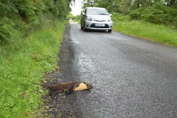 European pine marten (Martes martes) adult mustelid animal dead on a road with a car driving by,