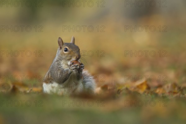 Grey squirrel (Sciurus carolinensis) adult animal feeding on an acorn nut in a woodland in autumn,