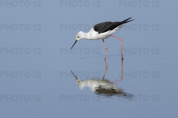Black winged stilt (Himantopus himantopus) adult wading bird feeding in a shallow lagoon, RSPB