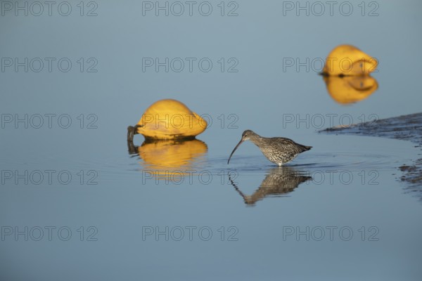 Eurasian curlew (Numenius arquata) adult wading bird in a harbour searching for food, Norfolk,