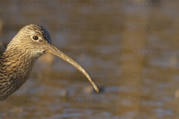 Eurasian curlew (Numenius arquata) adult wading bird head portrait, Norfolk, England, United