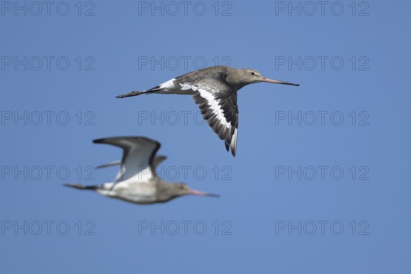 Black tailed godwit (Limosa limosa) adult wading bird in winter plumage flying, Norfolk, England,