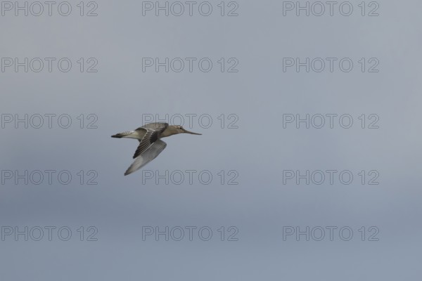 Bar tailed godwit (Limosa lapponica) adult wading bird in winter plumage in flight, RSPB Titchwell