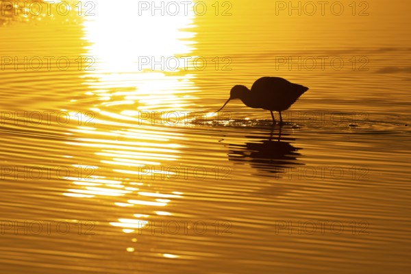 Pied avocet (Recurvirostra avosetta) adult wading bird feeding in a lagoon silhouette at sunset,