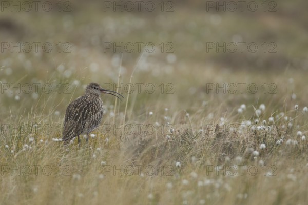 Eurasian curlew (Numenius arquata) adult wading bird calling on an upland moorland in spring,