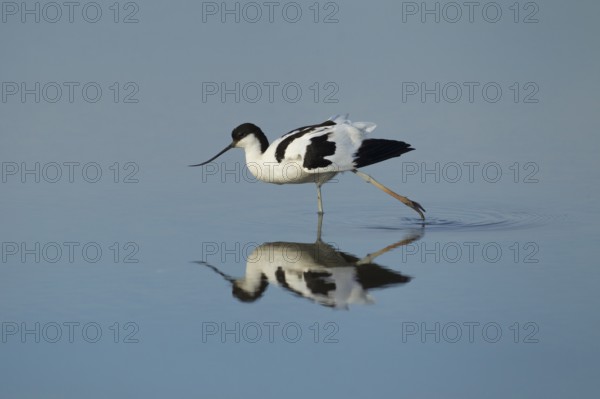 Pied avocet (Recurvirostra avosetta) adult wading bird stretching in a shallow lagoon, RSPB