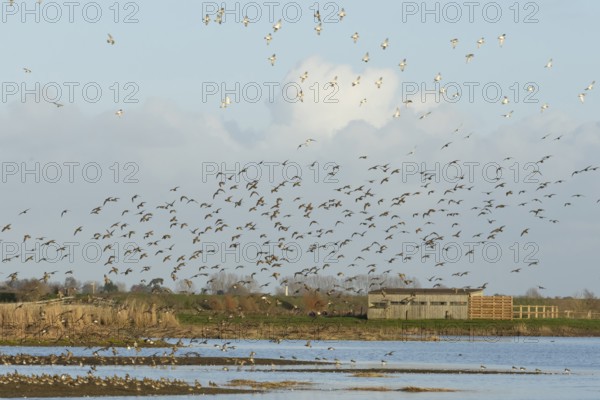 Golden plover (Pluvialis apricaria) adult wading birds in flight in a flock in winter, RSPB