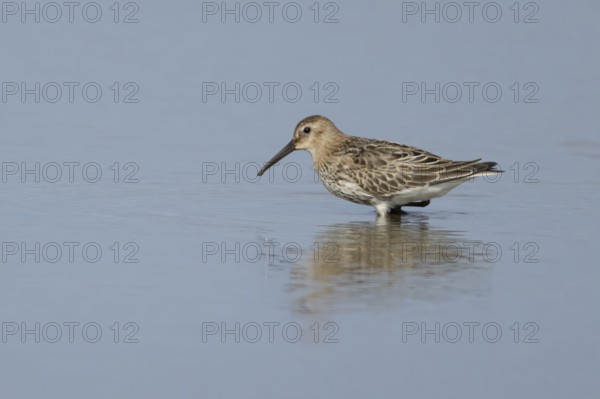 Dunlin (Calidris alpina) adult wading bird in winter plumage in a shallow lagoon, RSPB Titchwell