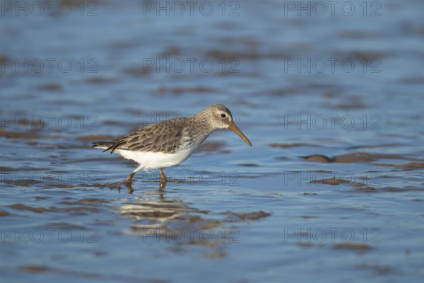 Dunlin (Calidris alpina) adult wading bird in winter plumage on a mudflat, Norfolk, England, United