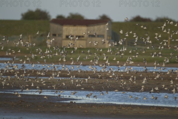 Dunlin (Calidris alpina) adult wading birds in flight in a flock, RSPB Frampton marsh,