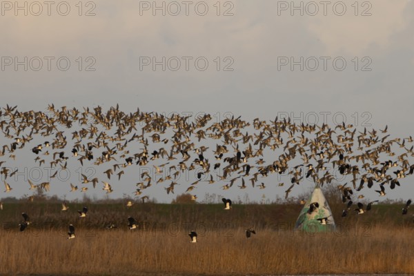 Golden plover (Pluvialis apricaria) and Northern lapwing (Vanellus vanellus) adult wading birds in