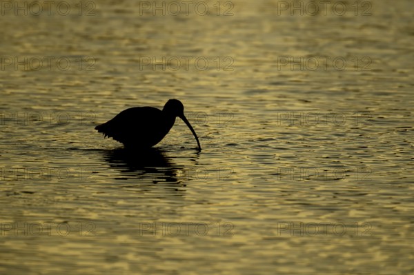 Eurasian curlew (Numenius arquata) adult wading bird in a shallow lagoon silhouette at sunset,