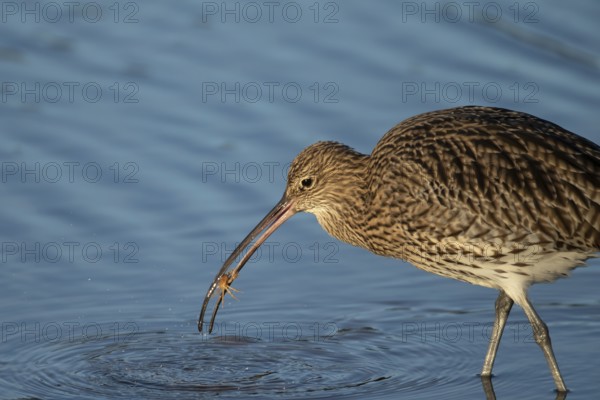 Eurasian curlew (Numenius arquata) adult wading bird catching a crab in a shallow lagoon, Norfolk,