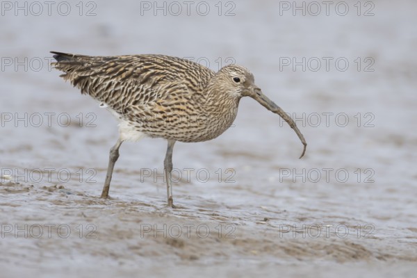 Eurasian curlew (Numenius arquata) adult wading bird feeding on a lugworm on a mudflat, Norfolk,