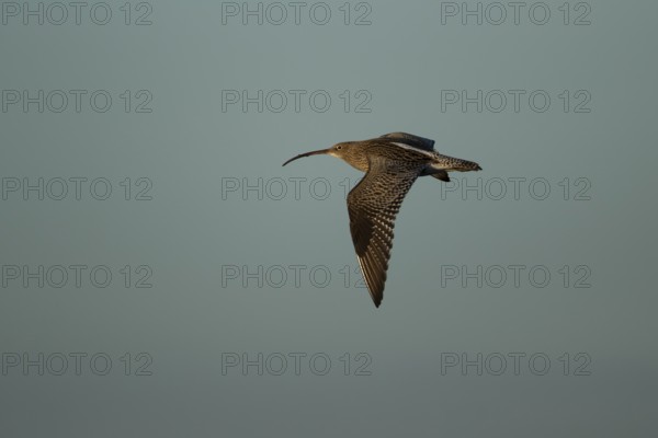 Eurasian curlew (Numenius arquata) adult wading bird in flight, Norfolk, England, United Kingdom