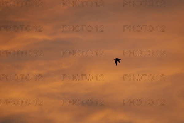 Eurasian curlew (Numenius arquata) adult wading bird in flight silhouette at sunset, Norfolk,