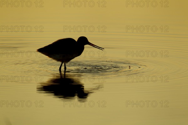 Black tailed godwit (Limosa limosa) adult wading bird feeding in a shallow lagoon silhouette at