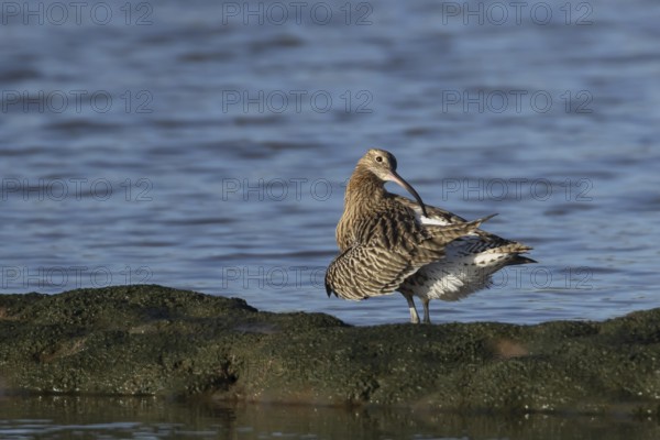 Eurasian curlew (Numenius arquata) adult wading bird preening its feathers, Norfolk, England,