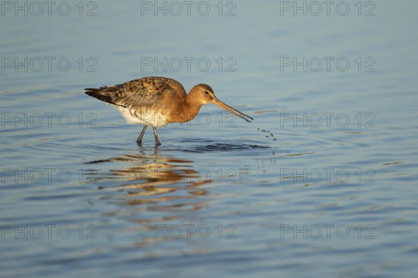 Black tailed godwit (Limosa limosa) adult male wading bird in summer plumage feeding in a shallow