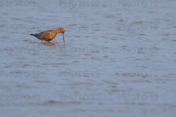 Bar tailed godwit (Limosa lapponica) adult male wading bird in summer plumage feeding in a shallow