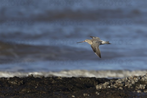 Bar tailed godwit (Limosa lapponica) adult wading bird in winter plumage in flight over a