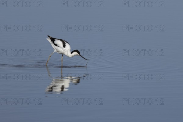 Pied avocet (Recurvirostra avosetta) adult wading bird feeding in a shallow lagoon, RSPB Titchwell