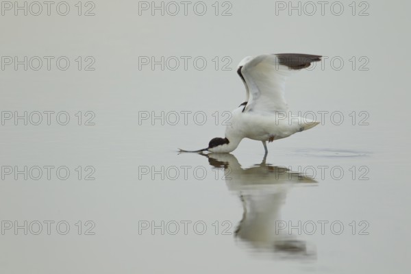 Pied avocet (Recurvirostra avosetta) adult wading bird stretching its wings in a shallow lagoon,